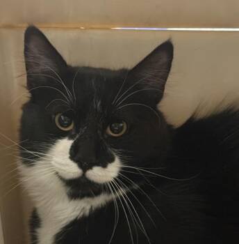 Tux -  Domestic Medium Hair Cat for Adoption in Golden, Colorado - Tux | PetCurious