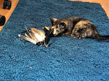 Illaria -  Domestic Short Hair Cat for Adoption in Pendleton, Oregon - Illaria | PetCurious