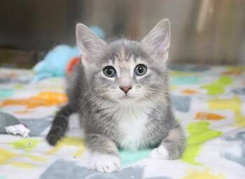 Domestic Short Hair Cats Available for Adoption in Brunswick, Georgia - Selene | PetCurious