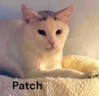 Patch -  Domestic Short Hair Cat for Adoption in Weems, Virginia - Patch | PetCurious