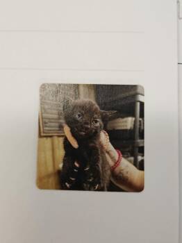 Domestic Short Hair Cats Available for Adoption in Republic, Missouri - Etna | PetCurious