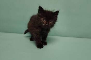 SHERRI -  Domestic Short Hair Cat for Adoption in Loveland, Colorado - SHERRI | PetCurious
