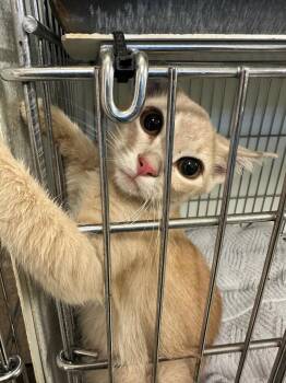 Bea -  Domestic Short Hair Cat for Adoption in Rock Springs, Wyoming - Bea | PetCurious
