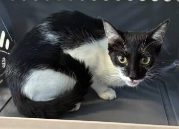 Domestic Short Hair Cats Available for Adoption in Lawrenceville, Georgia - If-10 | PetCurious