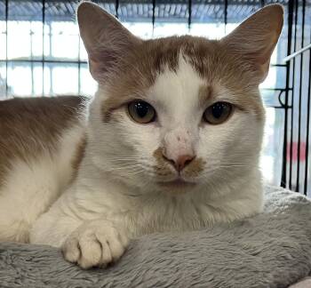 Scotch -  Domestic Short Hair Cat for Adoption in Johnston, Rhode Island - Scotch | PetCurious
