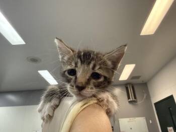 A1933277 -  Domestic Short Hair Cat for Adoption in Thousand Palms, California - A1933277 | PetCurious