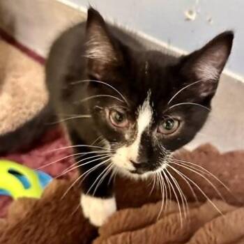 Josh -  Domestic Short Hair Cat for Adoption in Athens, Georgia - Josh | PetCurious
