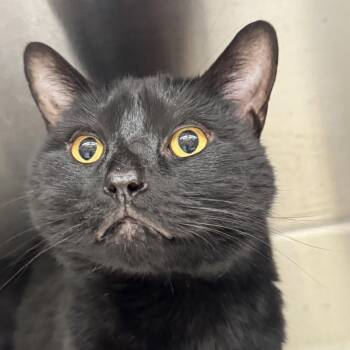 Ricky -  Domestic Short Hair Cat for Adoption in Winchendon, Massachusetts - Ricky | PetCurious