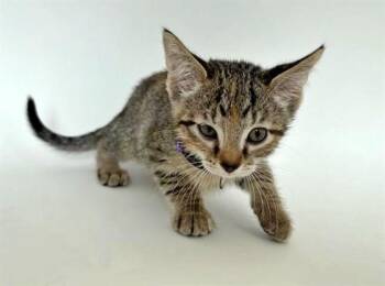 Domestic Short Hair Cats Available for Adoption in Brentwood, Missouri - RUBY | PetCurious