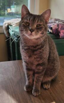 Murphy -  Domestic Short Hair Cat for Adoption in Sprakers, New York - Murphy | PetCurious