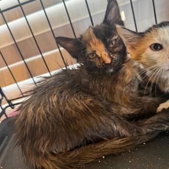 Hop Scotch 2 -  Domestic Short Hair Cat for Adoption in New York, New York - Hop Scotch 2 | PetCurious