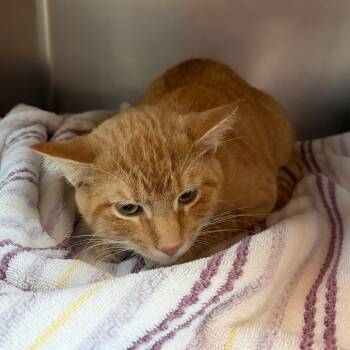 Rescue Domestic Short Hair Cats for Adoption in Council Bluffs, Iowa - Marlin | PetCurious