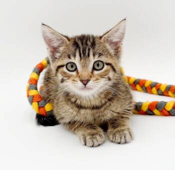 Skipper is just bubbling with excitement to meet you -  Bengal and Tabby Cat for Adoption in Bedford Hills, New York - Skipper Is Just Bubbling With Excitement To Meet You | PetCurious