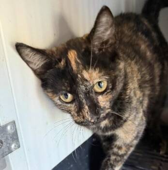 Domestic Short Hair Cats Available for Adoption - Wednesday(Torti) | PetCurious