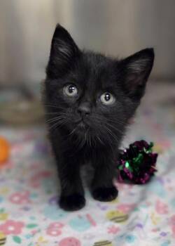 Domestic Short Hair Cats Available for Adoption in Westland, Michigan - Maggie | PetCurious