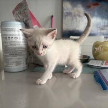 Loreal -  Domestic Short Hair Cat for Adoption in Guaynabo, Guaynabo - Loreal | PetCurious