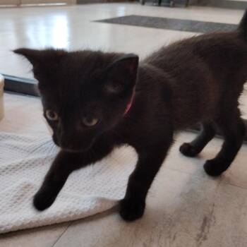 Ty Lee -  Domestic Short Hair Cat for Adoption in Fairport, New York - Ty Lee | PetCurious