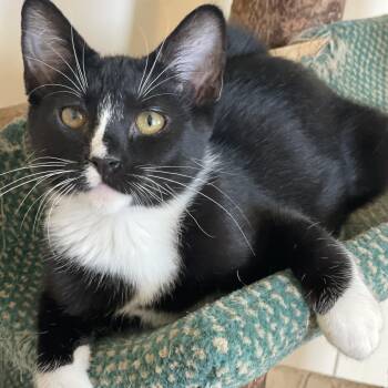 Tuxedo Cats Available for Adoption - Rascal | PetCurious