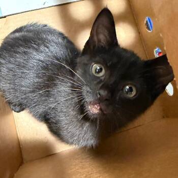 Domestic Short Hair Cats Available for Adoption in Tampa, Florida - Clive | PetCurious