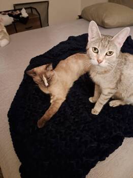 Presley -  Domestic Short Hair Cat for Adoption in Glendale, Arizona - Presley | PetCurious
