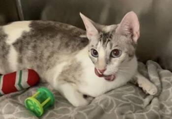 Domestic Short Hair Cats Available for Adoption in Fort Worth, Texas - Princess Bubblegum | PetCurious