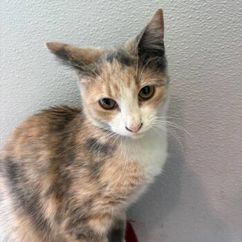 Mary -  Domestic Short Hair Cat for Adoption in West Des Moines, Iowa - Mary | PetCurious