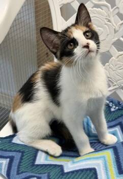 Mara -  Calico and Domestic Short Hair Cat for Adoption in Englewood, Florida - Mara | PetCurious