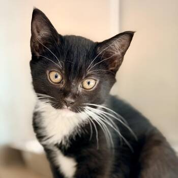 Orca -  Domestic Short Hair Cat for Adoption in Jackson Township, New Jersey - Orca | PetCurious