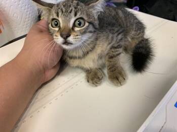 A232350 -  Domestic Short Hair Cat for Adoption in Grand Prairie, Texas - A232350 | PetCurious