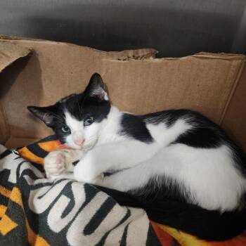 Oakley -  Domestic Short Hair Cat for Adoption in Dover, New Hampshire - Oakley | PetCurious