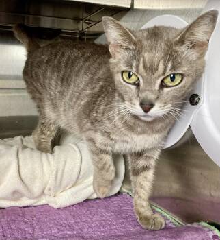 Delilah -  Domestic Medium Hair and Tabby Cat Available for Adoption in Sandusky, Michigan - Delilah | PetCurious