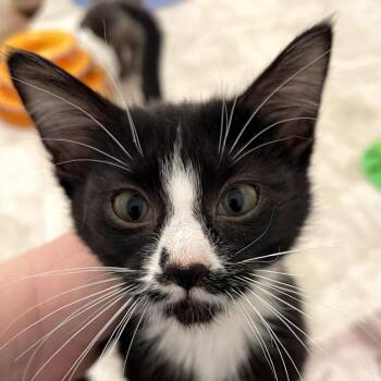 Domestic Short Hair Cats Available for Adoption - Teagan | PetCurious