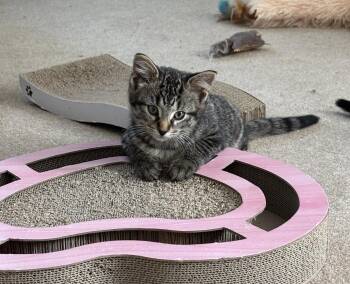 Domestic Short Hair Cats Available for Adoption in Walled Lake, Michigan - Rhoda Dakar | PetCurious