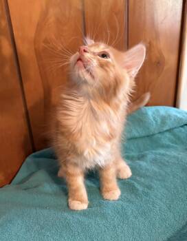 Domestic Long Hair Cats Available for Adoption in St. Augustine, Florida - Clementine | PetCurious
