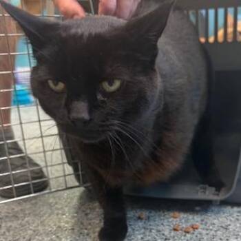 Domestic Short Hair Cats Available for Adoption in Circleville, Ohio - Tinker | PetCurious