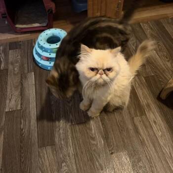 Peaches -  Persian Cat for Adoption - Peaches | PetCurious