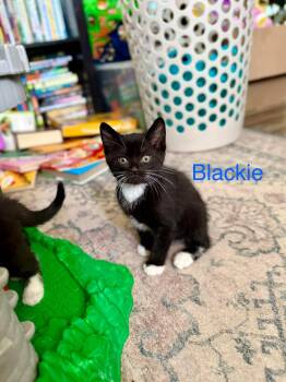 Blackie -  Domestic Short Hair Cat for Adoption - Blackie | PetCurious