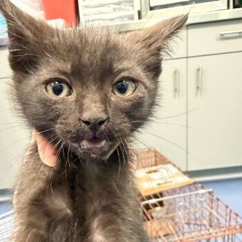 Carbone -  Domestic Short Hair Cat for Adoption in Greensboro, North Carolina - Carbone | PetCurious
