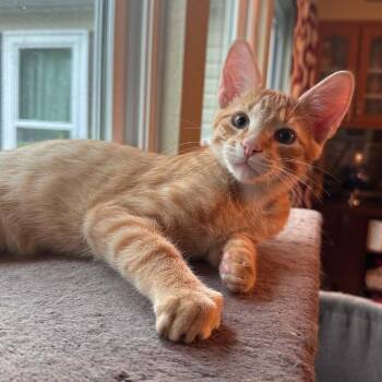 Nate -  Domestic Short Hair Cat for Adoption in Williston, Florida - Nate | PetCurious