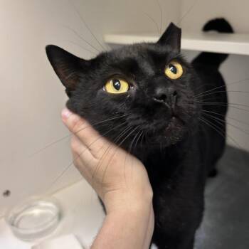Alfred -  Domestic Short Hair Cat for Adoption in Philadelphia, Pennsylvania - Alfred | PetCurious