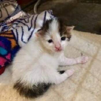 Milk -  Domestic Short Hair Cat for Adoption in West Palm Beach, Florida - Milk | PetCurious