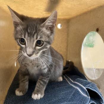 Micah -  Domestic Short Hair Cat for Adoption in Pasadena, California - Micah | PetCurious