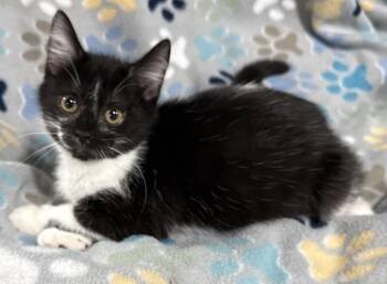 Secret -  Domestic Short Hair Cat Available for Adoption in Jackson, Georgia - Secret | PetCurious