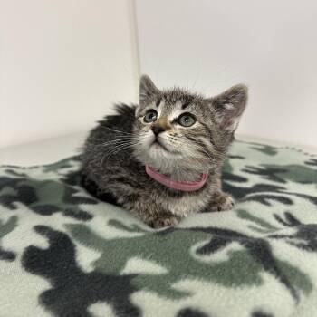 Raleigh -  Domestic Short Hair Cat Available for Adoption in Milford, Iowa - Raleigh | PetCurious