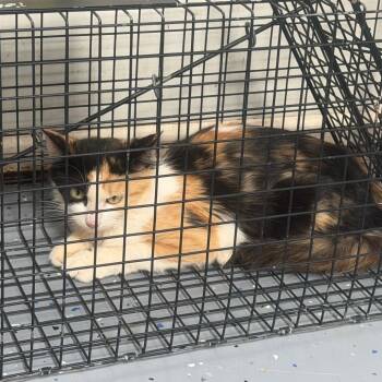 TUSC-Wildlife-85852 -  Domestic Medium Hair Cat for Adoption in Tuscaloosa, Alabama - TUSC-Wildlife-85852 | PetCurious