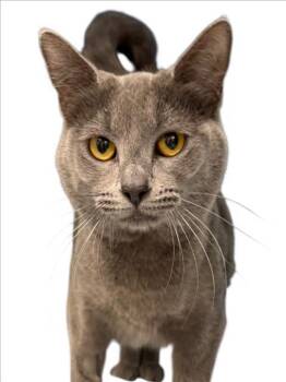 Domestic Short Hair Cats Available for Adoption - MOONSTONE | PetCurious