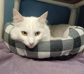 Domestic Long Hair Cats Available for Adoption - POPPY | PetCurious