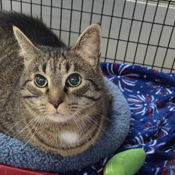 Truman -  Domestic Short Hair Cat for Adoption in Camden, Delaware - Truman | PetCurious