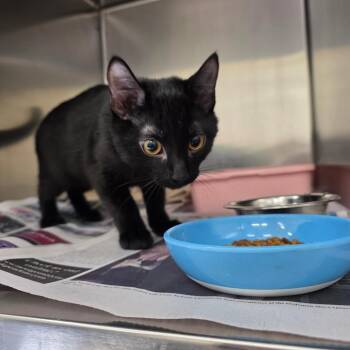 Zak -  Domestic Short Hair Cat for Adoption in Auburn, Alabama - Zak | PetCurious