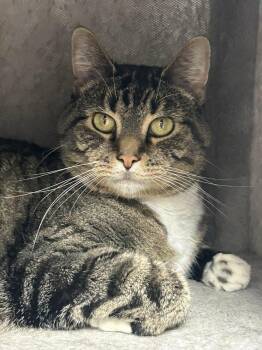 Archie -  Domestic Short Hair Cat for Adoption in Momence, Illinois - Archie | PetCurious